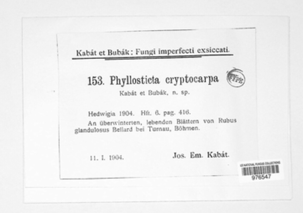 Phyllosticta cryptocarpa image